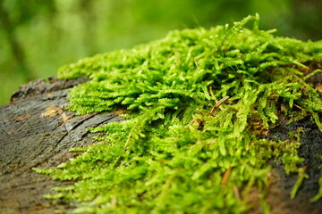 Abstract macro photography of moss tree trunk