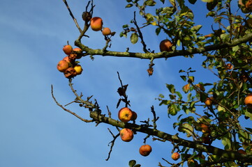 reife Äpfel am Baum