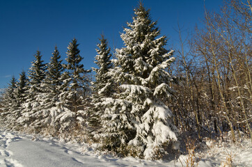 Snow-covered Trees, a Sign of Winter's Arrival