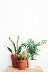 Obraz premium Three house plants in terracotta and ceramic pots on wooden table. Scandinavian style home decor.