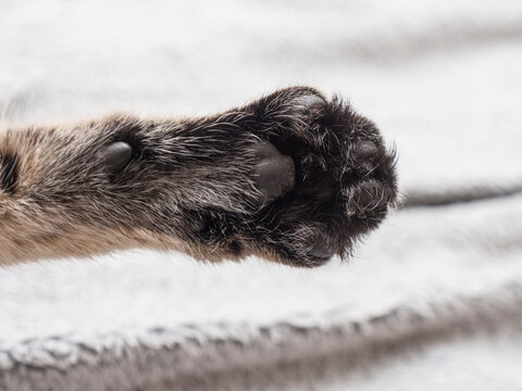 Black paw cat up. Cat paw pillow
