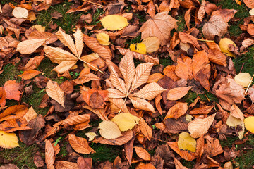 Autumn fallen leaves of orange and yellow color in green grass.  leaves that fall from the tree