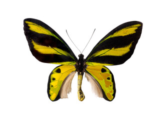 Fototapeta na wymiar Yellow butterfly, Birdwing, Ornithoptera priamus, Ornithoptera Tithonus Misresianus. Isolated with clipping path on white background