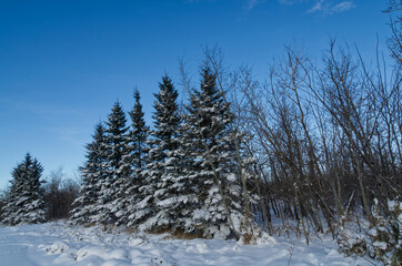 Snow-covered Trees, a Sign of Winter's Arrival