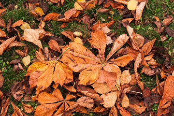 Autumn fallen leaves of orange and yellow color in green grass.  leaves that fall from the tree