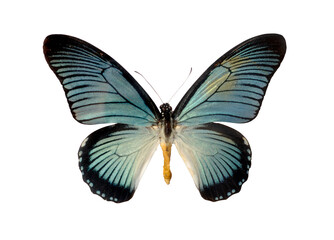 Obraz na płótnie Canvas Papilio Zalmoxis big blue butterfly Isolated with clipping path on white background