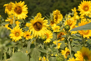 Ein Sonnenblumenfeld