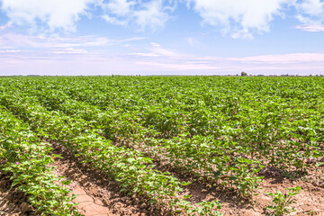 Fototapeta na wymiar Green cotton field against the sky