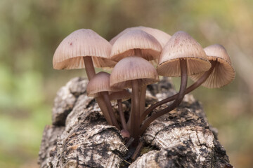 Mycena haematopus bleeding fairy helmet small reddish brown mushroom growing on decaying wood debris with blurred natural green background