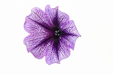 primo piano di viola isolata su fondo bianco
