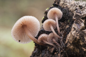 Mycena haematopus bleeding fairy helmet small reddish brown mushroom growing on decaying wood...