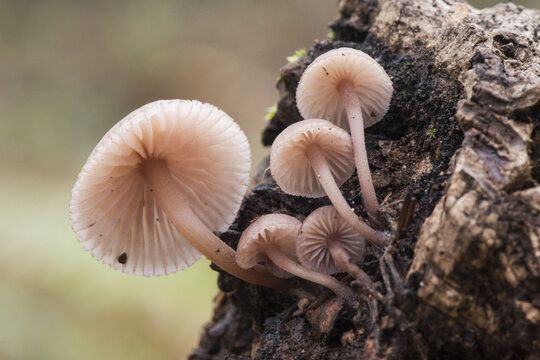 Mycena haematopus bleeding fairy helmet small reddish brown mushroom growing on decaying wood debris with blurred natural green background