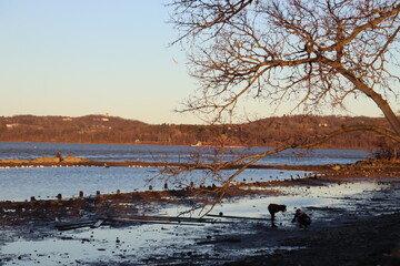 landscape with lake
