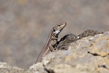 Nahaufnahme einer kanarischen Eidechse