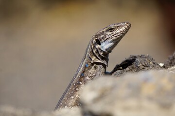 Nahaufnahme einer kanarischen Eidechse