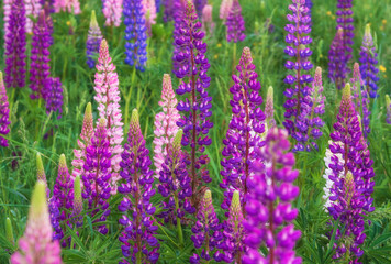 Naklejka premium Beautiful multicolored natural background of lupine flowers on a green meadow in summer