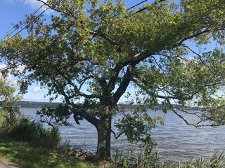 trees on the shore of lake