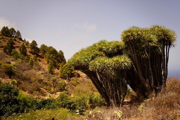 Kanarische Drachenbäume auf La Palma
