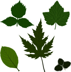 green leaves of Park plants: American oak, Aronia, currant, raspberry, strawberry detailed vector on white background isolated