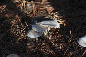 Mushrooms in the forest