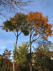 trees in autumn