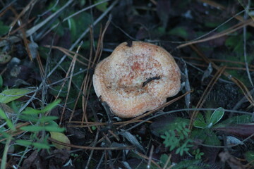 Mushrooms in the forest