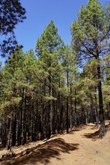Ein Wald auf La Palma