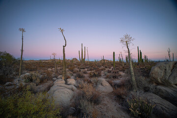 Baja california desert