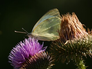 Large white butterfly (Pieris brassicae) - close up of cabbage butterfly on thistle flower, Poland