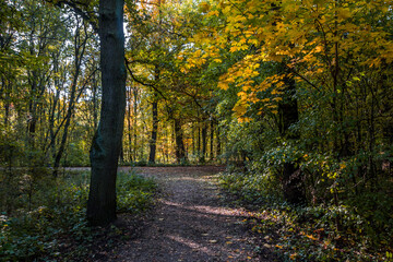 Autumn trees alley with colorful leaves in the park