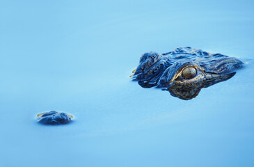 Closeup Image of a Young American Alligator Lurking in the Water in the Early Evening