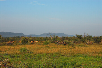 Fototapeta na wymiar Africa- Panorama of Grazing Herds of Antelope and Wildebeest