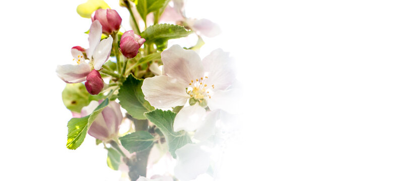 Apfelblüte auf weißem Hintergrund mit Verlauf im Gegenlicht. Frühling. Ostern. Osterkarte. Geschenkkarte. Banner.