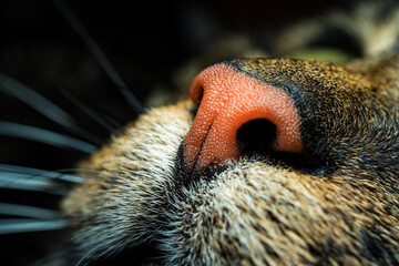 Cat's nose close up - 391614672
