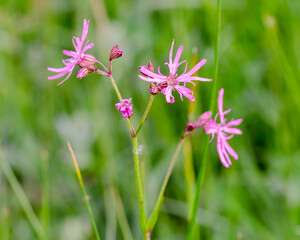 Silene flos-cuculi
