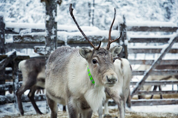 A reindeer graze in a snowy landscape, Northern Finland, Lapland