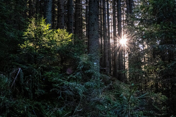 Sunrays scene in coniferous forest, Low Tatras mountains, Slovakia