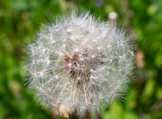 dandelion head