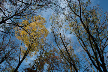 Trees in autumn colors