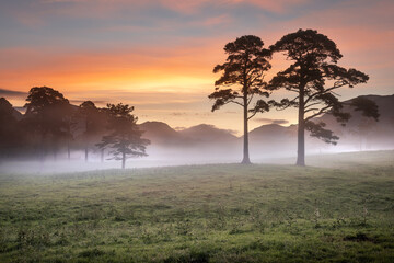 Fototapeta na wymiar Two Pine trees on a peaceful misty Summer morning at sunrise. Taken in the Lake District, UK.