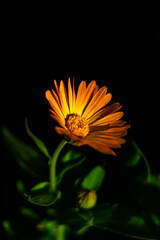 Orange flower macro shot on a black background in a garden near the house vertical photo