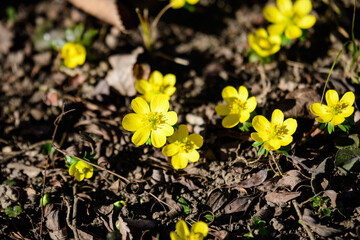 Close up of delicate yellow flowers of Ranunculus repens plant commonly known as .the creeping buttercup, creeping crowfoot or sitfast, in a garden in a sunny spring day, floral background