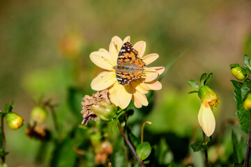 One beautiful declicate butterfly on a large yellow dahlia flower in full bloom on blurred green background, photographed with soft focus in a garden in a sunny summer day.