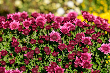 Many vivid pink Chrysanthemum x morifolium flowers in a garden in a sunny autumn day, beautiful colorful outdoor background photographed with soft focus.