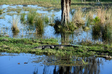 Alligator blending into grass in swap