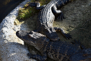 Alligator resting on a neither alligator