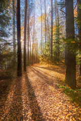 Fototapeta premium Autumn. Fall scene. Beautiful Autumnal park. Beauty nature scene. Autumn Trees and Leaves, foggy forest in Sunlight Rays
