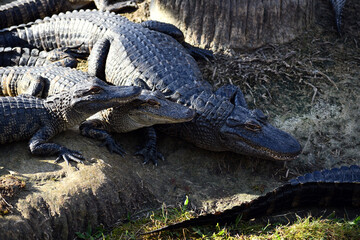 Alligators on Riverbank ready to jump in