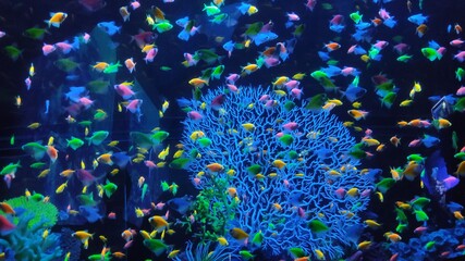 fish in the aquarium