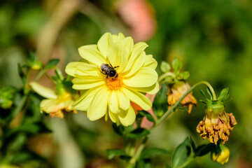 One beautiful large vivid yellow dahlia flower in full bloom on blurred green background, photographed with soft focus in a garden in a sunny summer day.